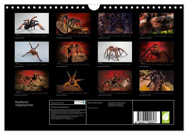Produktbild: Mystische Vogelspinnen (Wandkalender 2026 DIN A4 quer), CALVENDO Monatskalender