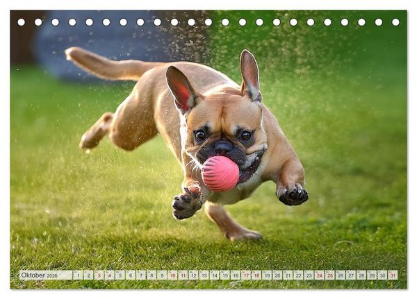 Produktbild: Bullys in Action - Franz&ouml;sische Bulldoggen lieben B&auml;lle (Tischkalender 2026 DIN A5 quer), CALVENDO Monatskalender