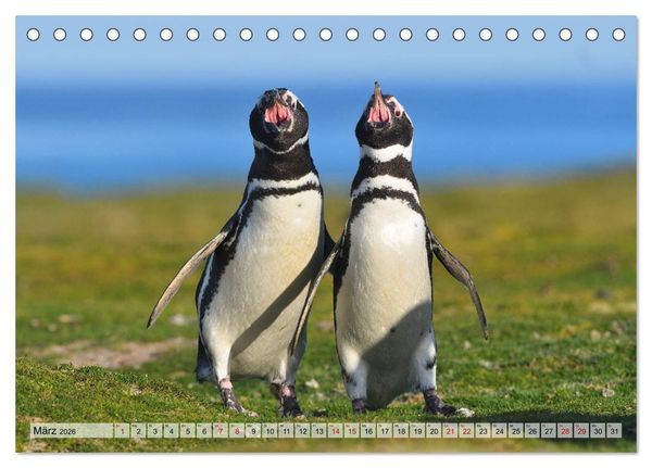 Produktbild: Pinguine der Falkland Inseln (Tischkalender 2026 DIN A5 quer), CALVENDO Monatskalender