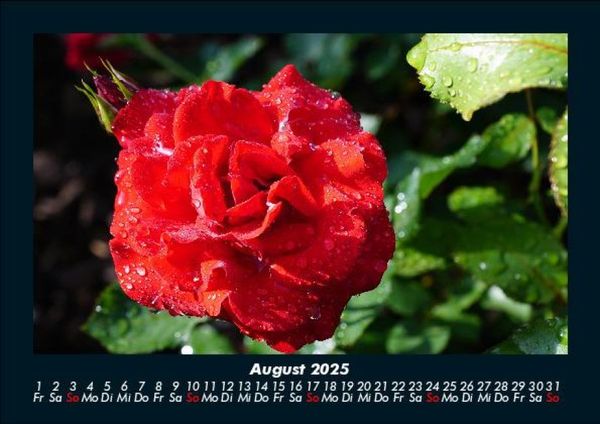 Produktbild: Strahlend sch&ouml;ne Rosen 2025 Fotokalender DIN A5