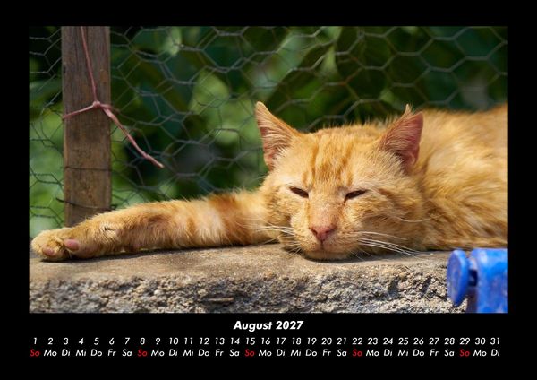 Produktbild: F&uuml;r Katzenfreunde 2027 Fotokalender DIN A3