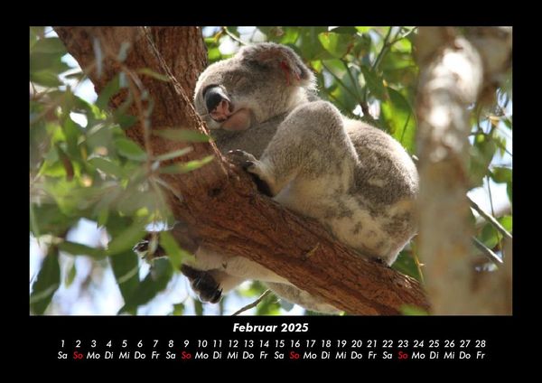 Produktbild: Koala 2025 Fotokalender DIN A3