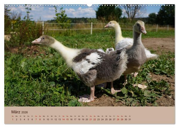 Produktbild: Bauernhoftiere - Von Klein bis Gro&szlig;, mit Fell und mit Federn. (hochwertiger Premium Wandkalender 2026 DIN A2 quer), Kunstdruck in Hochglanz