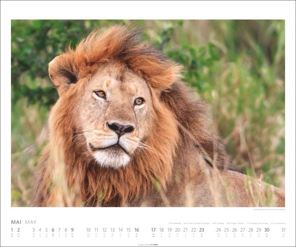 Produktbild: African Wildlife Kalender 2027
