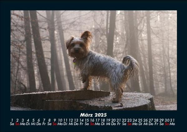 Produktbild: Hunde 2025 Fotokalender DIN A5