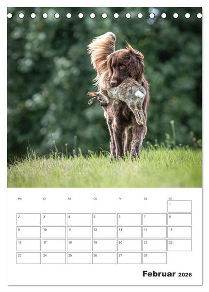 Produktbild: Geboren um zu Jagen. Der kleine M&uuml;nsterl&auml;nder (Tischkalender 2026 DIN A5 hoch), CALVENDO Monatskalender