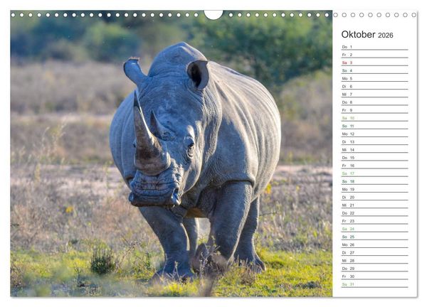 Produktbild: Nash&ouml;rner - Sanfte Riesen (Wandkalender 2026 DIN A3 quer), CALVENDO Monatskalender