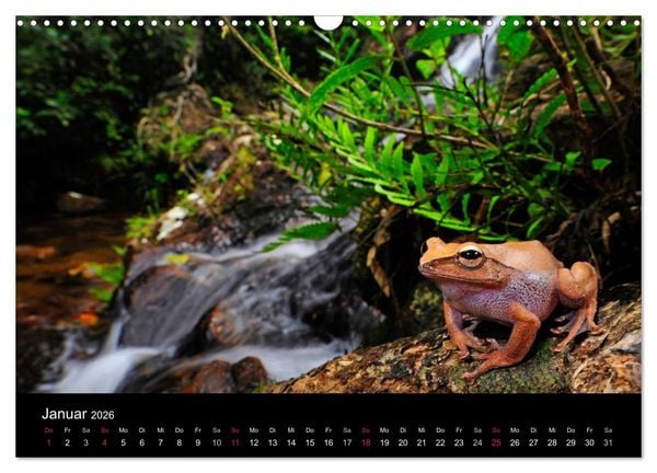 Produktbild: Fr&ouml;sche (Wandkalender 2026 DIN A3 quer), CALVENDO Monatskalender