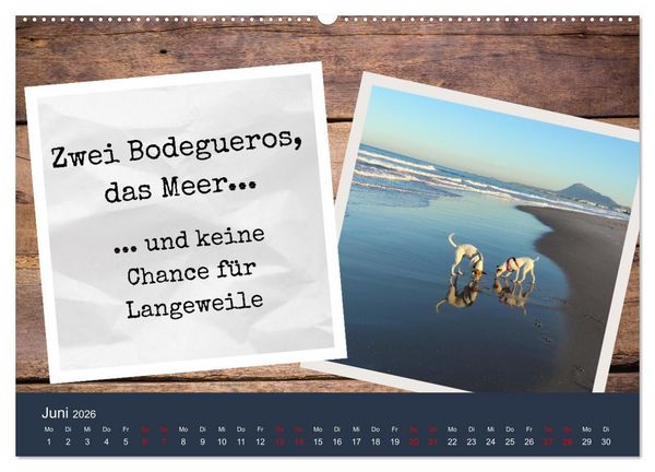 Produktbild: Ratonero Bodeguero Andaluz (Wandkalender 2026 DIN A2 quer), CALVENDO Monatskalender