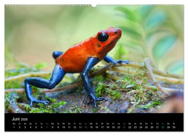 Produktbild: Costa Rica - Faszination Fr&ouml;sche (hochwertiger Premium Wandkalender 2026 DIN A2 quer), Kunstdruck in Hochglanz
