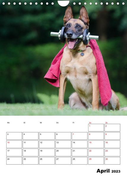 Dogs - funny moments Schräge Hunde in komischen Situationen (Wandkalender 2023 DIN A4 hoch)