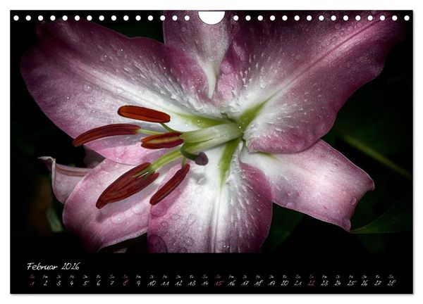 Produktbild: Floral Portraits - Blumen Impression (Wandkalender 2026 DIN A4 quer), CALVENDO Monatskalender
