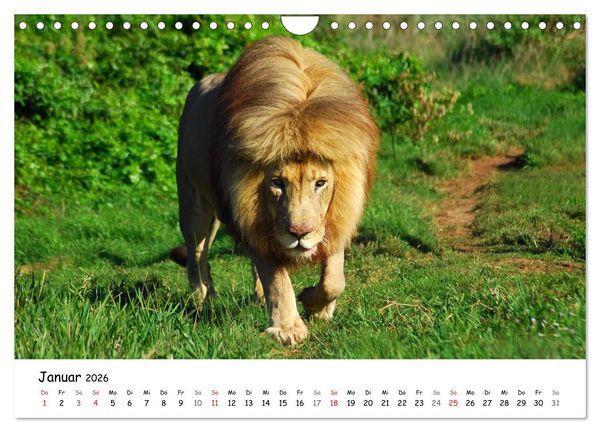 Produktbild: L&ouml;wen Impressionen (Wandkalender 2026 DIN A4 quer), CALVENDO Monatskalender