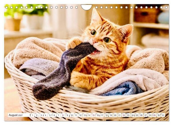 Produktbild: Rote Katzen (Wandkalender 2027 DIN A4 quer), CALVENDO Monatskalender