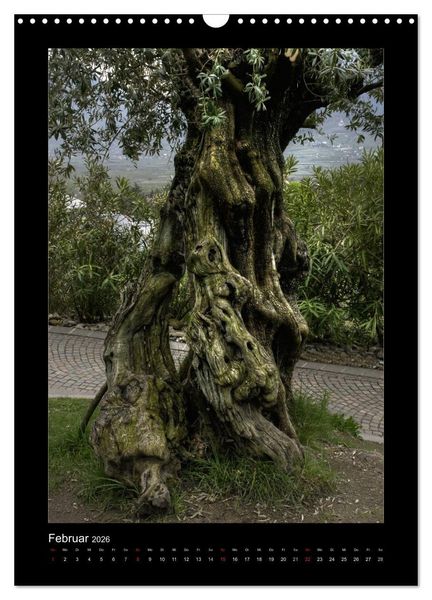 Produktbild: Mythos Baum / 2026 (Wandkalender 2026 DIN A3 hoch), CALVENDO Monatskalender