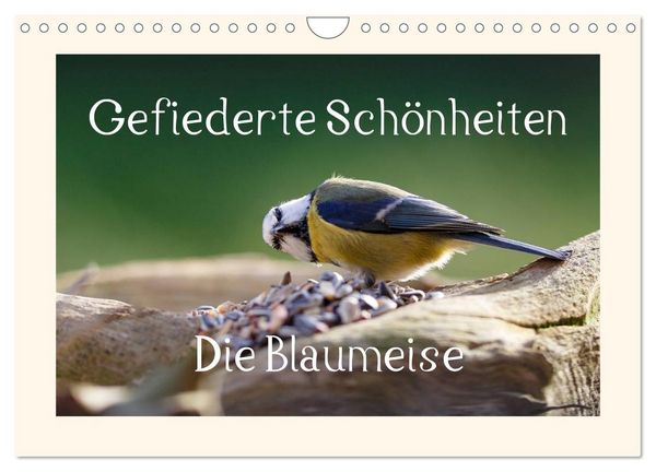 Produktbild: Gefiederte Sch&ouml;nheiten - Die Blaumeise (Wandkalender 2026 DIN A4 quer), CALVENDO Monatskalender