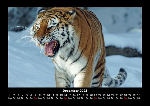 Produktbild: Tiger 2025 Fotokalender DIN A3