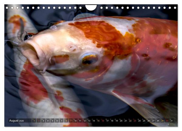 Produktbild: Nishikigoi &ndash; Koikarpfen in ihrer Welt (Wandkalender 2026 DIN A4 quer), CALVENDO Monatskalender
