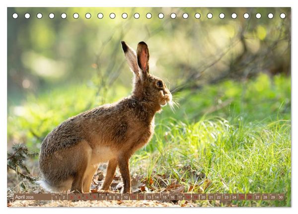 Produktbild: Feldhasen unterwegs in Wald und Flur (Tischkalender 2026 DIN A5 quer), CALVENDO Monatskalender
