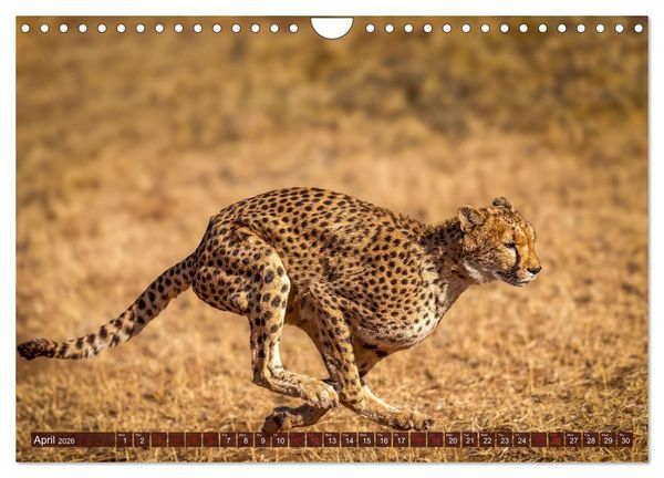 Produktbild: Amazing Cheetahs (Wall Calendar 2026 DIN A4 landscape), CALVENDO 12 Month Wall Calendar