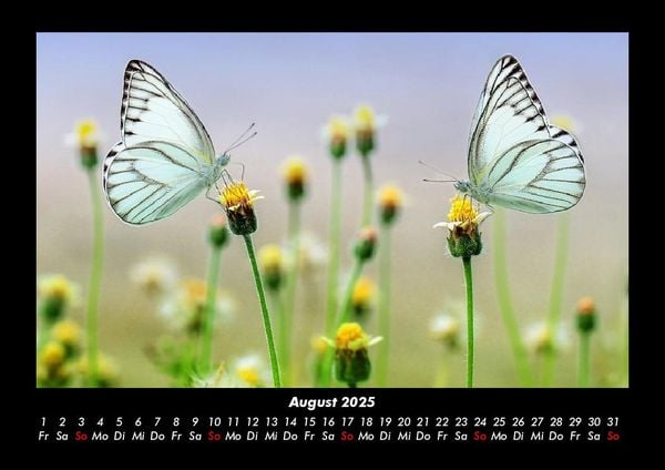 Produktbild: Bunte Pracht der Schmetterlinge 2025 Fotokalender DIN A3