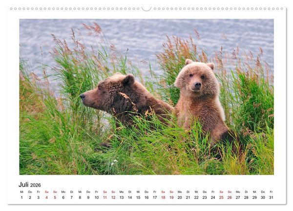 Produktbild: Braunb&auml;ren in Alaska (Wandkalender 2026 DIN A2 quer), CALVENDO Monatskalender