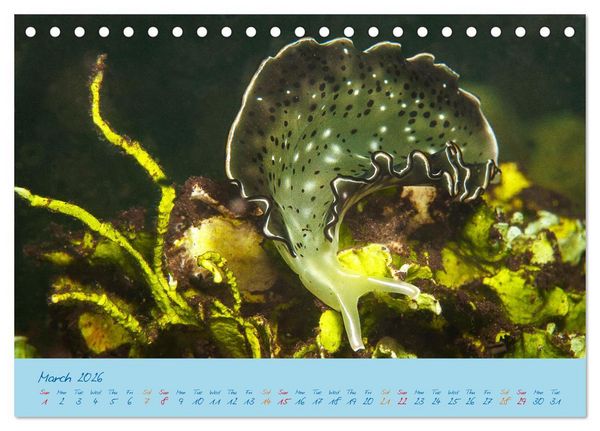 Produktbild: Sea Slugs - Little Wonders - Pure Beauties (Desk Calendar 2026 DIN A5 landscape), CALVENDO 12 Month DeskCalendar