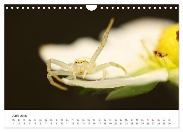 Produktbild: Der etwas andere Blickwinkel (Wandkalender 2026 DIN A4 quer), CALVENDO Monatskalender