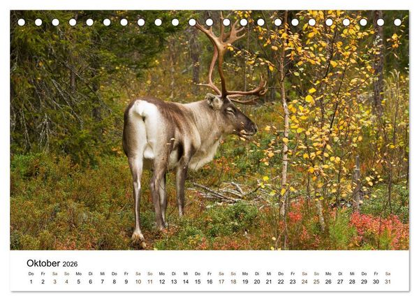 Produktbild: Finnland: eine tierische Entdeckungsreise (Tischkalender 2026 DIN A5 quer), CALVENDO Monatskalender