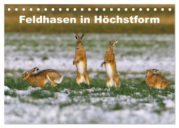Produktbild: Feldhasen in H&ouml;chstform (Tischkalender 2026 DIN A5 quer), CALVENDO Monatskalender