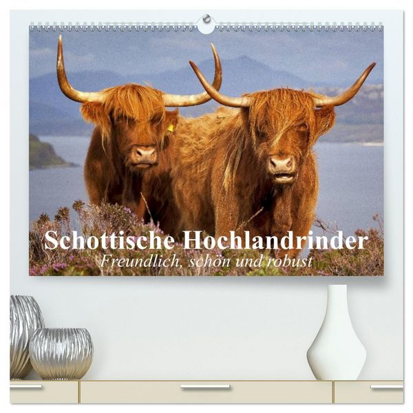 Produktbild: Schottische Hochlandrinder. Freundlich, sch&ouml;n und robust (hochwertiger Premium Wandkalender 2026 DIN A2 quer), Kunstdruck in Hochglanz