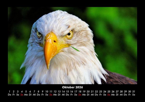 Produktbild: Adler 2026 Fotokalender DIN A3