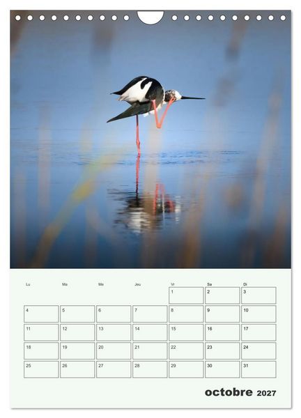 Produktbild: Le monde intime des oiseaux (Calendrier mural 2027 DIN A4 horizontal), CALVENDO calendrier mensuel