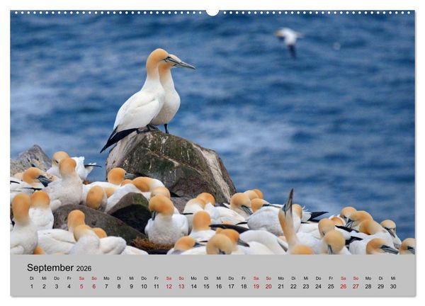 Produktbild: Neufundland 2026 (hochwertiger Premium Wandkalender 2026 DIN A2 quer), Kunstdruck in Hochglanz
