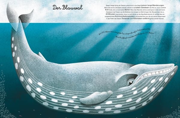 Produktbild: Das gro&beta;e Buch der Seetiere. Das kleine Buch der Seetiere