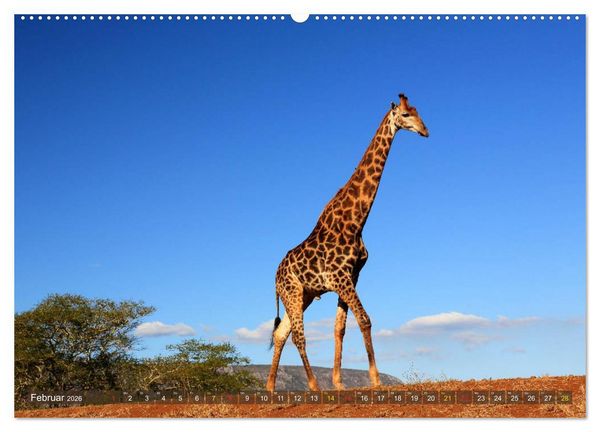 Produktbild: Giraffen - Sanftheit und Anmut (hochwertiger Premium Wandkalender 2026 DIN A2 quer), Kunstdruck in Hochglanz