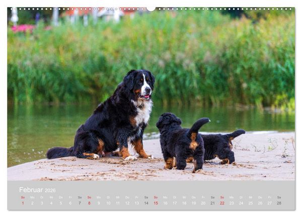 Produktbild: Liebling BERNER SENNENHUND (hochwertiger Premium Wandkalender 2026 DIN A2 quer), Kunstdruck in Hochglanz