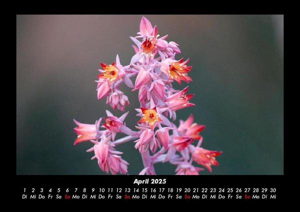 Produktbild: Blumenzauber 2025 Fotokalender DIN A3