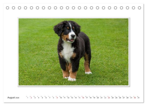Produktbild: Emotionale Momente: Berner Sennenhund. (Tischkalender 2026 DIN A5 quer), CALVENDO Monatskalender
