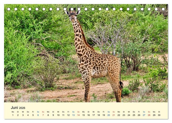 Produktbild: Giraffen, die Sch&ouml;nen der Savanne (Tischkalender 2026 DIN A5 quer), CALVENDO Monatskalender