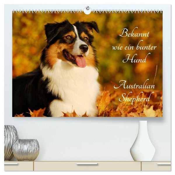Bekannt wie ein bunter Hund. Australian Shepherd (hochwertiger Premium Wandkalender 2026 DIN A2 quer), Kunstdruck in Hochglanz