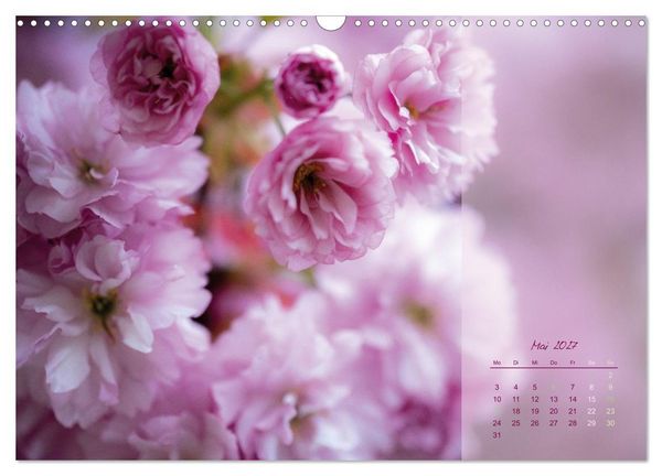 Produktbild: Pretty in Pink - Die Kirschbl&uuml;te (Wandkalender 2027 DIN A3 quer), CALVENDO Monatskalender