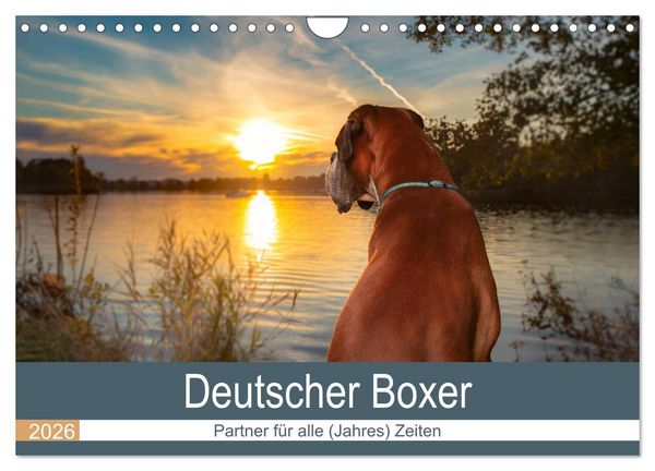 Produktbild: Deutscher Boxer (Wandkalender 2026 DIN A4 quer), CALVENDO Monatskalender