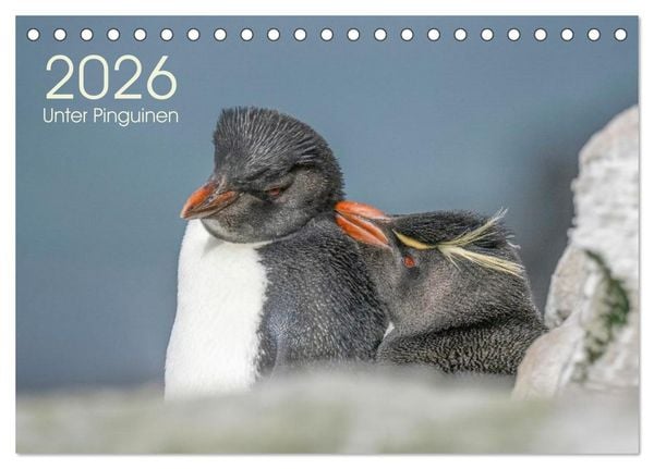 Produktbild: Unter Pinguinen (Tischkalender 2026 DIN A5 quer), CALVENDO Monatskalender