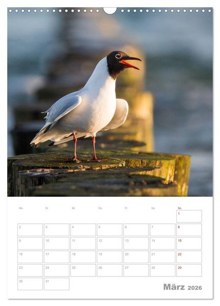 Produktbild: M&ouml;wen - die V&ouml;gel der K&uuml;ste (Wandkalender 2026 DIN A3 hoch), CALVENDO Monatskalender