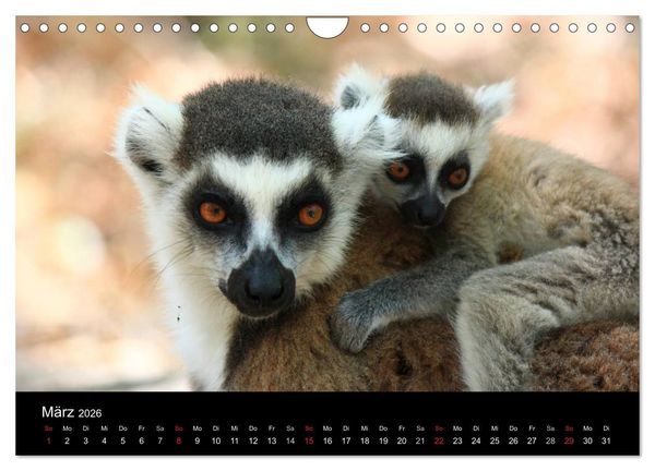 Produktbild: Abenteuer Madagaskar (Wandkalender 2026 DIN A4 quer), CALVENDO Monatskalender