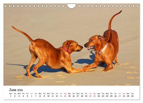 Produktbild: Rhodesian Ridgebacks (Wall Calendar 2026 DIN A4 landscape), CALVENDO 12 Month Wall Calendar