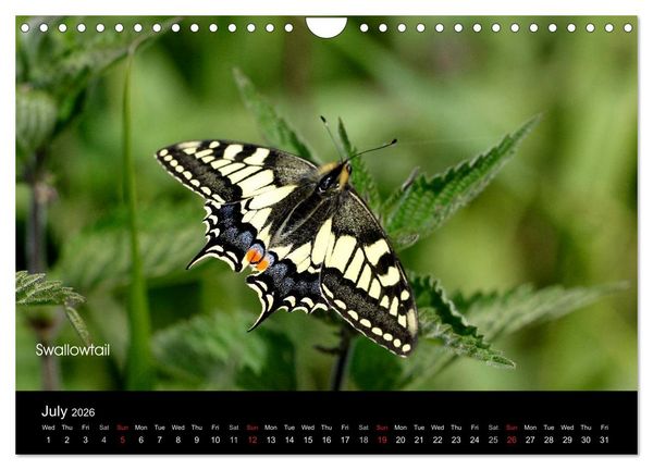Produktbild: Beautiful British Butterflies (Wall Calendar 2026 DIN A4 landscape), CALVENDO 12 Month Wall Calendar