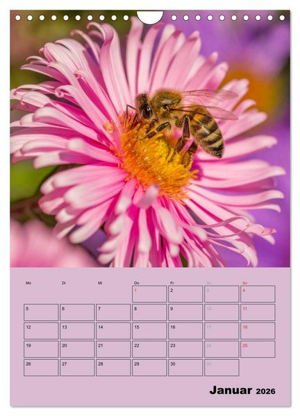 Produktbild: Bienenplaner (Wandkalender 2026 DIN A4 hoch), CALVENDO Monatskalender