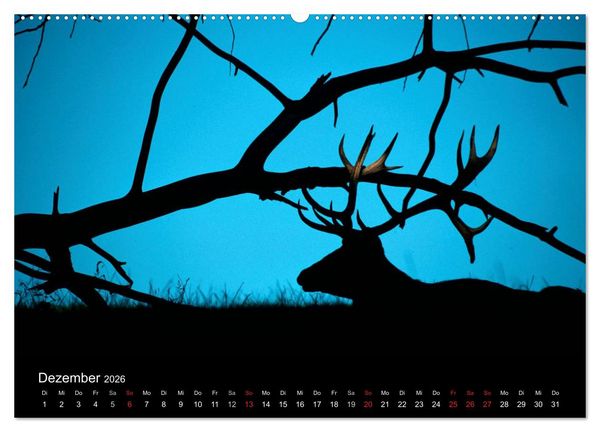 Produktbild: Der Rothirsch, K&ouml;nig der W&auml;lder (hochwertiger Premium Wandkalender 2026 DIN A2 quer), Kunstdruck in Hochglanz